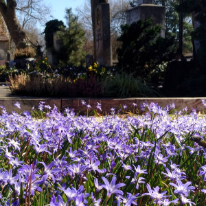 Frühling im historischen Teil des Friedhofs